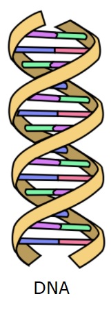 DNA अणु