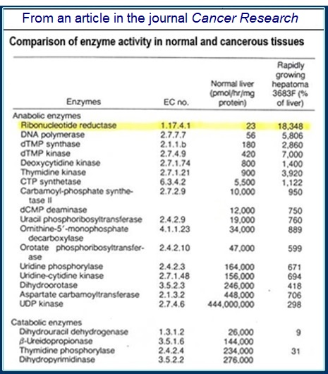 Table-Showing-Importance-of-Enzyme-RnR-in-Cancer