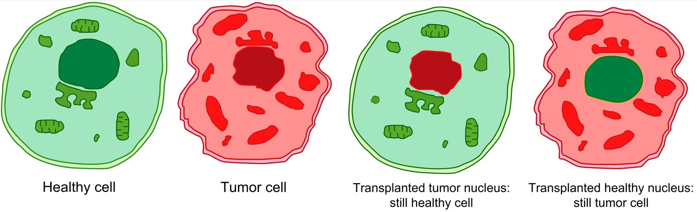 Transplanted Nuclei